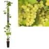 Pitloze Witte Druif (Vitis Vinifera 'Millenium')