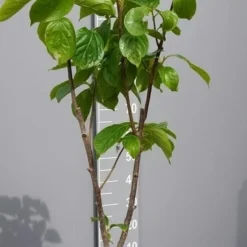 Kaki (Diospyros Kaki) -Aanbiedingen Tuin Vitaal Winkel kakihalfstam02