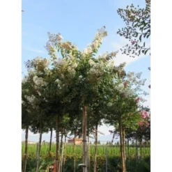 Witte Lagerstroemia Als Boom (Lagerstroemia Indica) -Aanbiedingen Tuin Vitaal Winkel lagerstroemia indica boom wit01