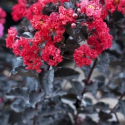 Lagerstroemia Als Halfstam (Lagerstroemia 'Black Diamond Best Red')