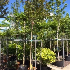 Roze Lagerstroemia Als Boom (Lagerstroemia Indica) 24 Roze Lagerstroemia Als Boom (Lagerstroemia Indica) -Aanbiedingen Tuin Vitaal Winkel lagerstroemia indica 10 12ho