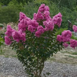 Lagerstroemia Roze (Lagerstroemia Indica)