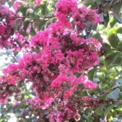 Roze Lagerstroemia Als Boom (Lagerstroemia Indica) 33 Roze Lagerstroemia Als Boom (Lagerstroemia Indica) -Aanbiedingen Tuin Vitaal Winkel lagerstroemia indica roze 10
