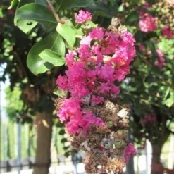 Roze Lagerstroemia Als Boom (Lagerstroemia Indica) 34 Roze Lagerstroemia Als Boom (Lagerstroemia Indica) -Aanbiedingen Tuin Vitaal Winkel lagerstroemia indica roze 11
