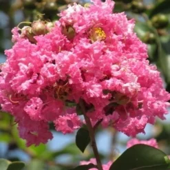 Roze Lagerstroemia Als Boom (Lagerstroemia Indica) 30 Roze Lagerstroemia Als Boom (Lagerstroemia Indica) -Aanbiedingen Tuin Vitaal Winkel lagerstroemia indica roze 7