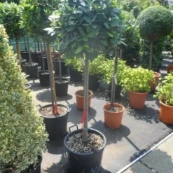Echte Laurier Als Boom (Laurus Nobilis) -Aanbiedingen Tuin Vitaal Winkel laurus nobilis 100stam c35