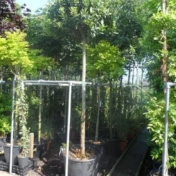 Echte Laurier Als Boom (Laurus Nobilis) -Aanbiedingen Tuin Vitaal Winkel laurus nobilis 16 18ho cont. bol