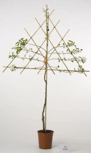 Lei-Appel (Malus Domestica 'Ecolette') 2 Lei-Appel (Malus Domestica 'Ecolette') - Afbeelding 2