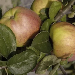 Aanbiedingen Tuin Vitaal Winkel 17 Appelboom (Malus Domestica 'Dubbele Bellefleur')