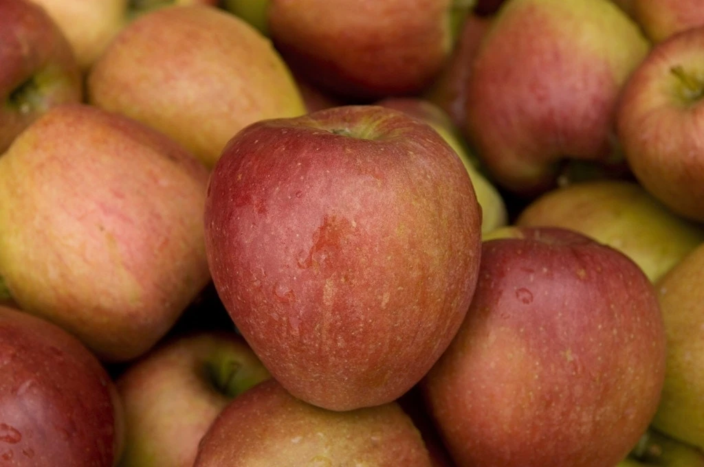 Lei-Appel (Malus Domestica 'Braeburn') 2 Lei-Appel (Malus Domestica 'Braeburn') - Afbeelding 2