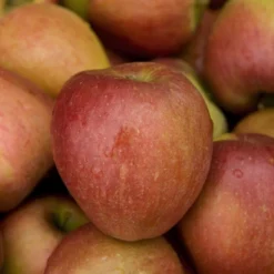 Lei-Appel (Malus Domestica 'Braeburn') 6 Lei-Appel (Malus Domestica 'Braeburn') -Aanbiedingen Tuin Vitaal Winkel malus domestica braeburn02