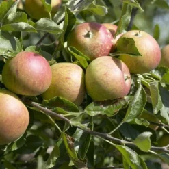 Mini-appel (Malus Domestica 'Mini-Cox') -Aanbiedingen Tuin Vitaal Winkel malus domestica cox s orange 2