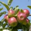 Appelboom (Malus Domestica 'Discovery')