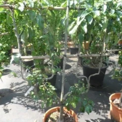 Appelboom (Malus Domestica ) -Aanbiedingen Tuin Vitaal Winkel malus domestica eetappel dubbel u leivorm 1