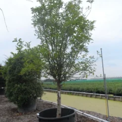 Appelboom (Malus Domestica ) -Aanbiedingen Tuin Vitaal Winkel malus domestica eetappel halfstam 30 40 c750 1