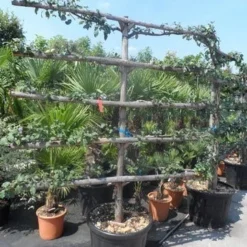 Appelboom (Malus Domestica ) 16 Appelboom (Malus Domestica ) -Aanbiedingen Tuin Vitaal Winkel malus domestica eetappel oude leivorm