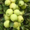 Lei-Appel (Malus Domestica 'Golden Delicious')