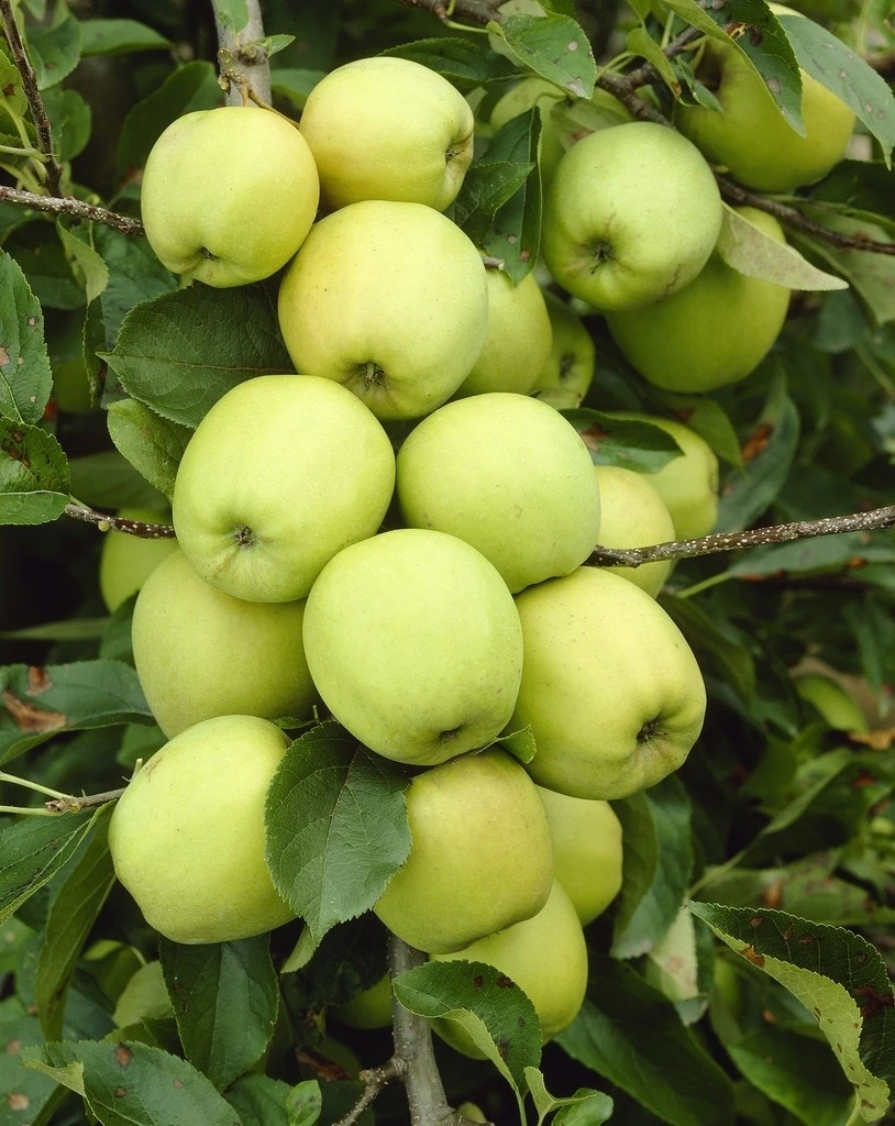 Appelboom (Malus Domestica 'Golden Delicious') 1 Appelboom (Malus Domestica 'Golden Delicious')
