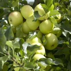 Aanbiedingen Tuin Vitaal Winkel 9 Appelboom (Malus Domestica 'Greensleeves')