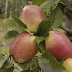 Aanbiedingen Tuin Vitaal Winkel 21 Lei-Appel (Malus Domestica 'Groninger Kroon')