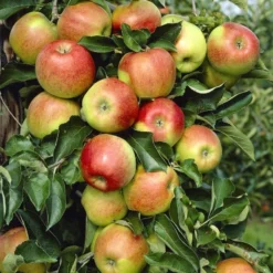 Aanbiedingen Tuin Vitaal Winkel 28 Lei-Appel (Malus Domestica 'Jonagold')