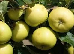 Appelboom (Malus Domestica 'Greensleeves') 5 Appelboom (Malus Domestica 'Greensleeves') -Aanbiedingen Tuin Vitaal Winkel malus greensleeves