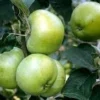 Appelboom (Malus Domestica 'Grenadier')