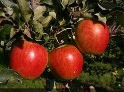 Aanbiedingen Tuin Vitaal Winkel -Aanbiedingen Tuin Vitaal Winkel malus katja 1
