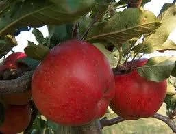 Appelboom (Malus Domestica 'Rode Jonathan') 2 Appelboom (Malus Domestica 'Rode Jonathan') - Afbeelding 2