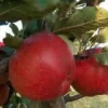 Appelboom (Malus Domestica 'Winston')