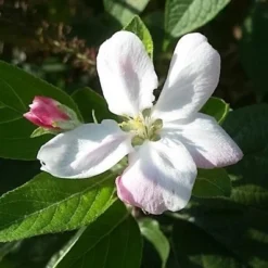 Appelboom (Malus Domestica 'Elstar') 9 Appelboom (Malus Domestica 'Elstar') -Aanbiedingen Tuin Vitaal Winkel maluselstarbloesem01 2 1