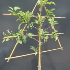 Lei-Appel (Malus Domestica 'Ingrid Marie') -Aanbiedingen Tuin Vitaal Winkel malusleivorm1 1 34