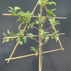 Lei-Appel (Malus Domestica 'Gala') -Aanbiedingen Tuin Vitaal Winkel malusleivorm1 4