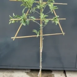 Lei-Appel (Malus Domestica 'Granny Smith') -Aanbiedingen Tuin Vitaal Winkel malusleivorm2 1