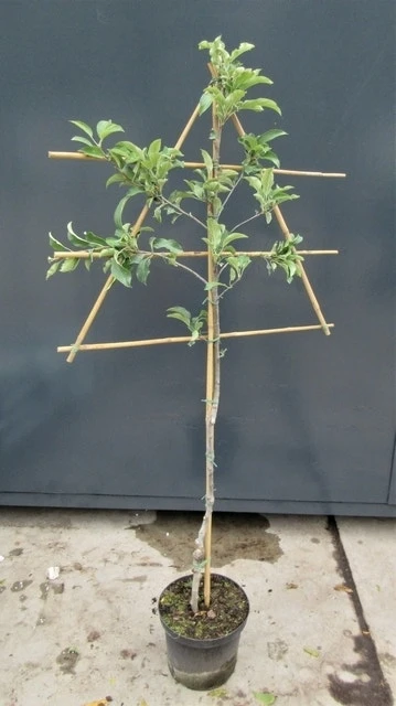 Lei-Appel (Malus Domestica 'Braeburn') 4 Lei-Appel (Malus Domestica 'Braeburn') - Afbeelding 4