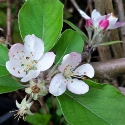 Appelboom (Malus Domestica 'Summerred') -Aanbiedingen Tuin Vitaal Winkel malussummerredbloesem01
