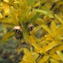 Mispel (Mespilus Germanica) -Aanbiedingen Tuin Vitaal Winkel megerman 9