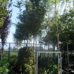 Mispel (Mespilus Germanica) -Aanbiedingen Tuin Vitaal Winkel mespilus germanica 12 14 16ho cont