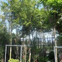 Mispel (Mespilus Germanica) -Aanbiedingen Tuin Vitaal Winkel mespilus germanica 18 20ho cont