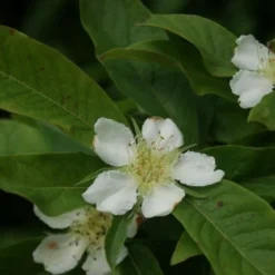 Mispel (Mespilus Germanica) -Aanbiedingen Tuin Vitaal Winkel mespilus germanica 2