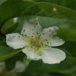 Mispel (Mespilus Germanica) -Aanbiedingen Tuin Vitaal Winkel mespilus germanica 3