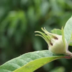 Mispel (Mespilus Germanica) -Aanbiedingen Tuin Vitaal Winkel mespilus germanica 5