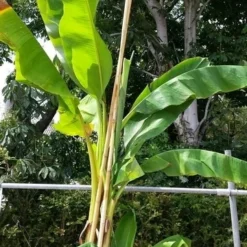 Bananenboom (Musa Basjoo) -Aanbiedingen Tuin Vitaal Winkel musabasjoo02
