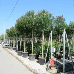 Oleander Als Boom (Nerium Oleander) -Aanbiedingen Tuin Vitaal Winkel nerium