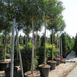Oleander Als Boom (Nerium Oleander) -Aanbiedingen Tuin Vitaal Winkel nerium