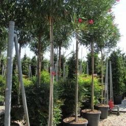 Oleander Als Boom (Nerium Oleander) -Aanbiedingen Tuin Vitaal Winkel nerium 10 12