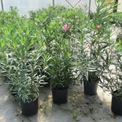 Roze Oleander (Nerium Oleander) -Aanbiedingen Tuin Vitaal Winkel nerium 60 80
