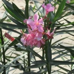 Roze Oleander (Nerium Oleander) -Aanbiedingen Tuin Vitaal Winkel nerium roze