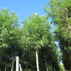 Oleander Als Boom (Nerium Oleander) -Aanbiedingen Tuin Vitaal Winkel nerium stam 2