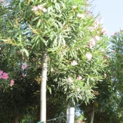 Oleander Als Boom (Nerium Oleander) -Aanbiedingen Tuin Vitaal Winkel nerium stam 3